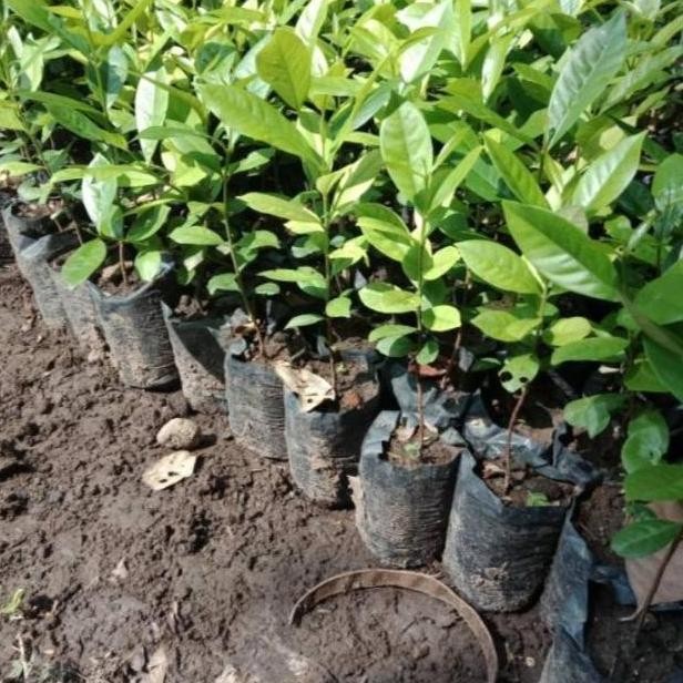 

Terlaris Bibit Tanaman Daun Salam Buat Masakan