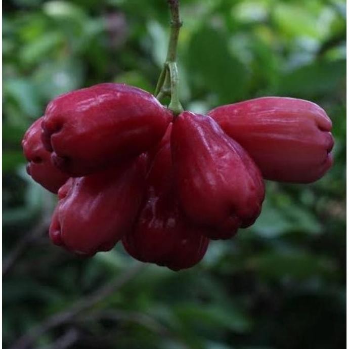 

Terlaris Bibit Jambu Air Irung Petruk Okulasi