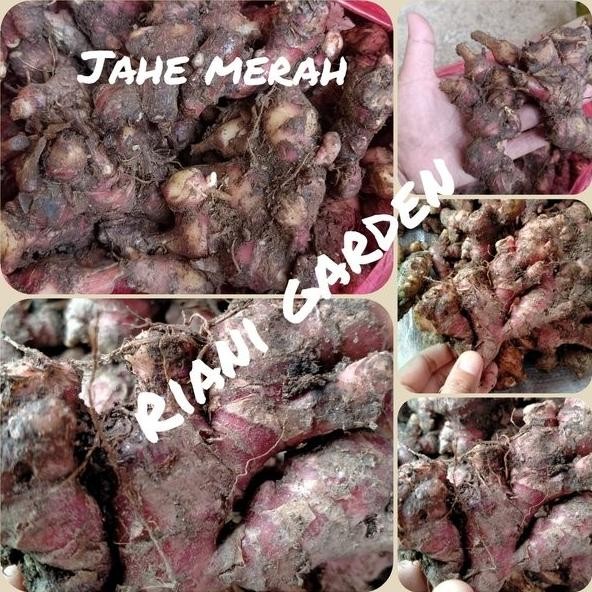 

Terlaris Dijual Bibit Benih Jahe Merah Kualitas Super Murah
