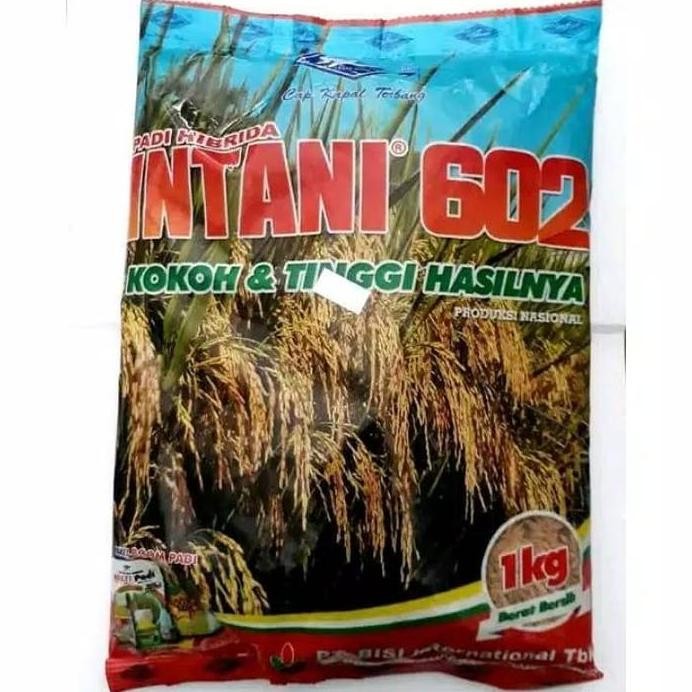 

Terlaris Benih Padi Hibrida Intani 602 Kemasan 1Kg