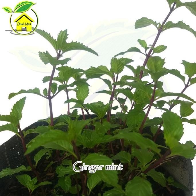 

Terlaris Bibit Tanaman Daun Mint Jenis Ginger Mint / Mint Jahe / Hrttwp 0387Jv