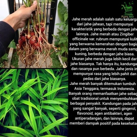 

Terlaris Paket 10 Bibit Jahe Merah Hemat - Tanaman Pohon Herbal