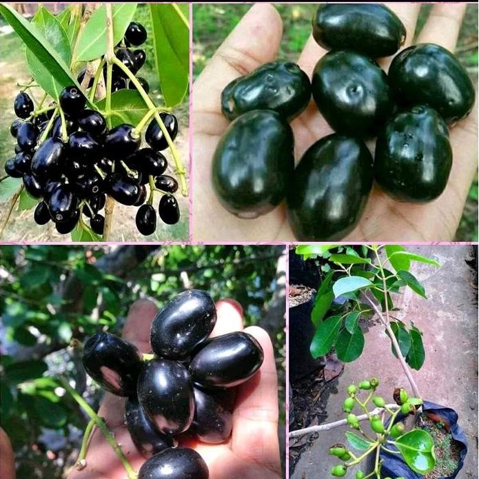 

Terlaris Pupuk Organik (Bbt Juwet Berkualitas)