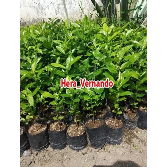 

Terlaris Terlaris Bibit Daun Salam Buat Masak