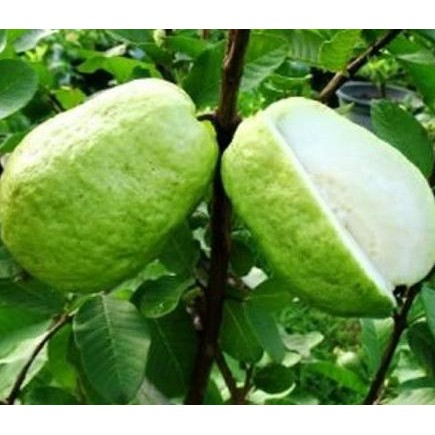 

Terlaris Bibit Tanaman Jambu Sukun Kristal