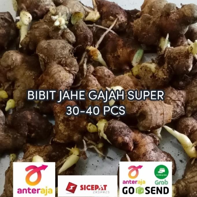 

Terlaris Bibit Jahe Gajah Putih Pilihan 1 Kg Siap Tanamtinggal Semai