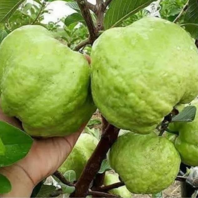 

Terlaris Benih - Bibit Jambu Kristal Dengan Kualitas Terbaik