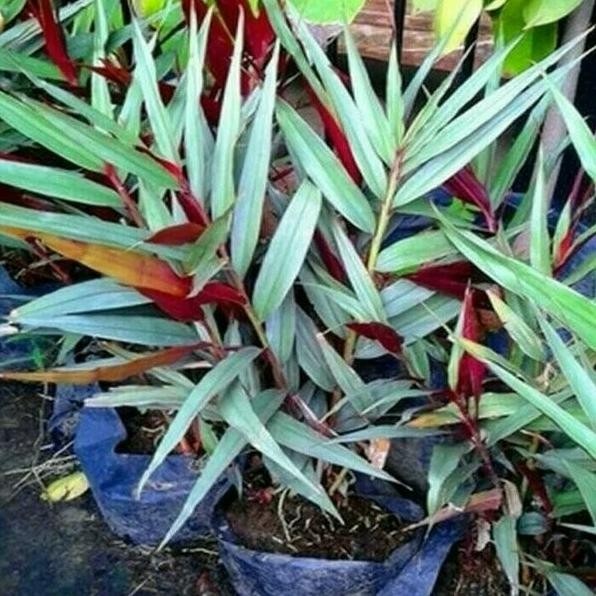 

Terlaris Dijual Paket 5 Bibit Jahe Merah Asli Murah