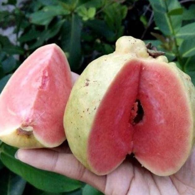 

Terlaris Bibit Jambu Sukun Merah Non Biji