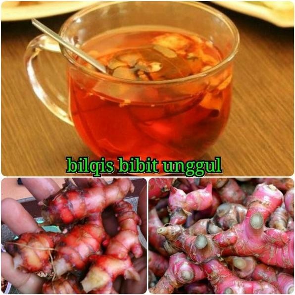 

Terlaris Promo Bibit Jahe Merah Herbal 1Kg Murah