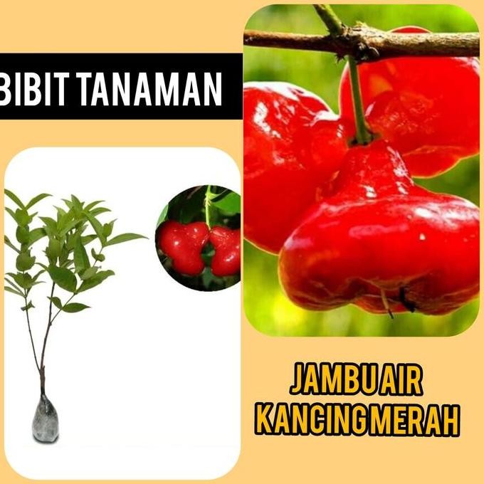 

Terlaris Bibit Jambu Air Kancing Merah