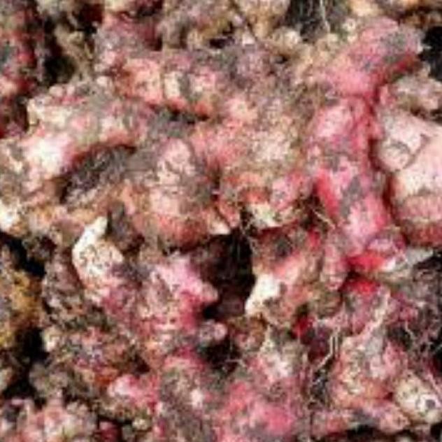 

Terlaris Ready Stock Bibit Jahe Merah Super 1 Kg