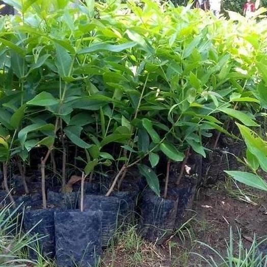 

Terlaris Bibit Buah Jambu Air Okulasi Termurah - Bebas Pilih Varietas Jenis