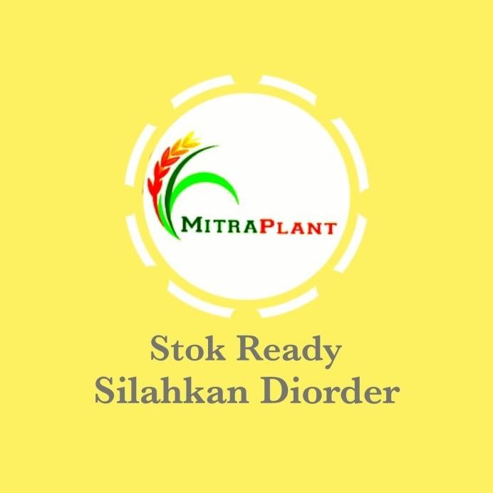 

Terlaris Bibit Tanaman Jahe Merah - Pohon Jahe Merah - Tanaman Herbal