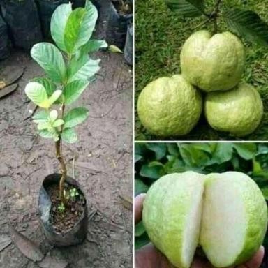 

Terlaris Bibit Jambu Biji Farang Terlaris