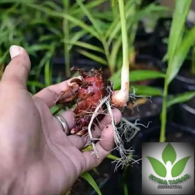 

Terlaris Pohon Jahe Merah - Bibit Pohon Tanaman Herbal Jahe Merah