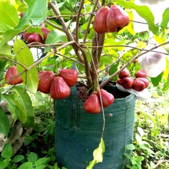 

Terlaris Pohon Jambu Air Citra Berbuah/Bibit Pohon Jambu Air Citra Berbunga