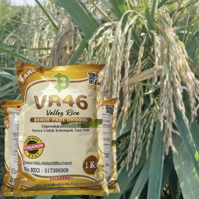 

Terlaris Benih Padi Vr46 Bibit Padi Vr 46 Veloz Rice