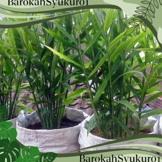 

Terlaris 5 Bibit Tanaman Jahe Emprit Murah