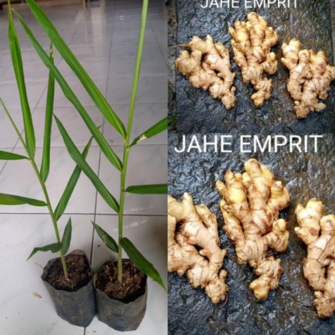 

Terlaris Bibit Jahe Emprit Siap Kirim Pakai Media Tanah