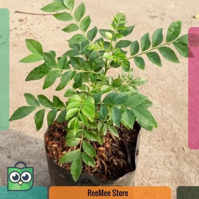 

Terlaris Best Seller Bibit Tanaman Salam Koja Daun Kari Pohon Kari Daun Salam