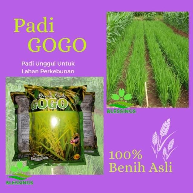 

Terlaris Padi Unggul Gogo Original Unggul 100% // Terjamin Ampuh