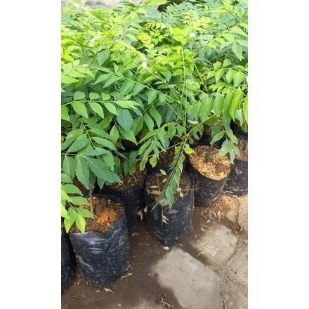 

Terlaris Ready Bibit Salam Koja//Daun Kare
