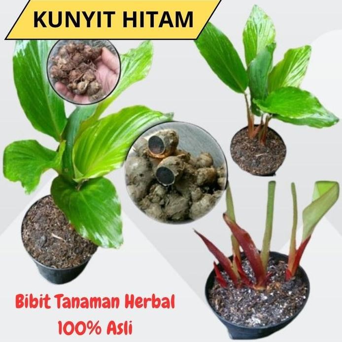 

Terlaris Bibit Kunyit Hitam Asli Bergaransi