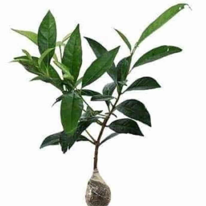

Terlaris Wow Bibit Taman Daun Salam - Bibit Daun Salam - Bibit Bay-Leaf -