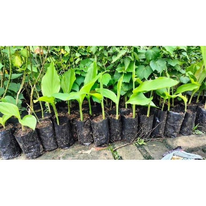 

Terlaris Bibit Tanaman Kunir Atau Kunyit