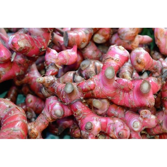 

Terlaris Bibit Tanaman Jahe Merah Siap Tanam - Harga Murah