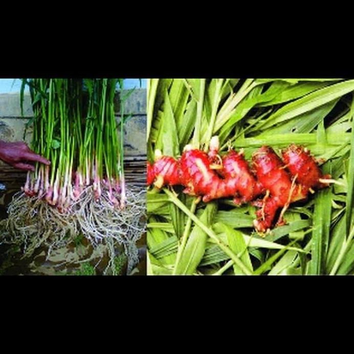 

Terlaris Bibit Tanaman Herbal Jahe Mera