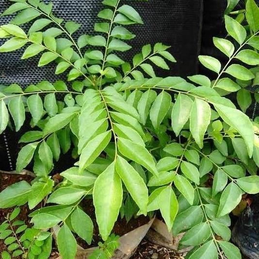 

Terlaris Terlaris!! Bibit Tanaman Salam Koja Bibit Daun Kari Bibit Kari Best