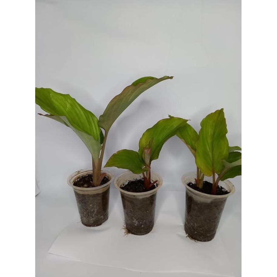 

Terlaris Bibit Kunyit Hitam Asli Kaempferia Parviflora