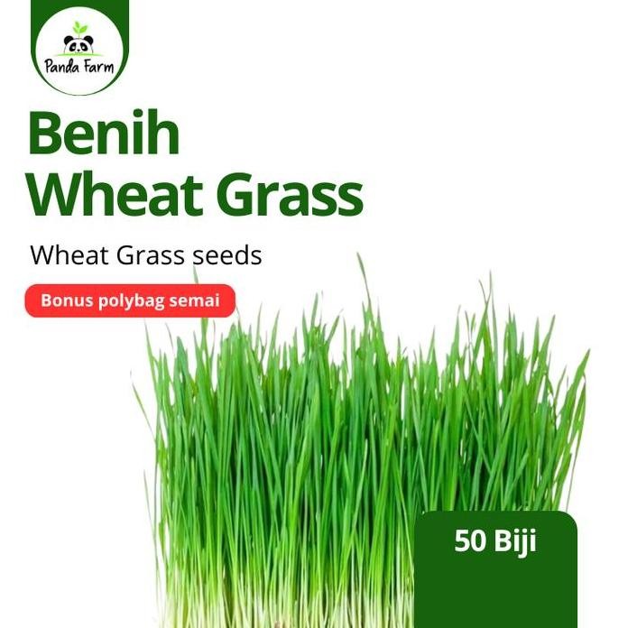 

Terlaris Isi 50 Benih Biji Rumput Gandum / Wheat Grass Known You Seed Repack