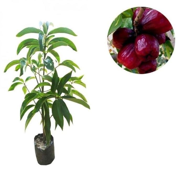 Terlaris Bibit Jambu Jamaika Jambu Jamaica Pohon Jambu Jamaika