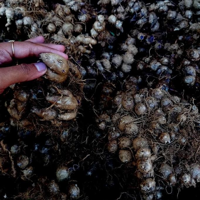 

Terlaris Umbi Bibit Kunyit Hitam Lokal