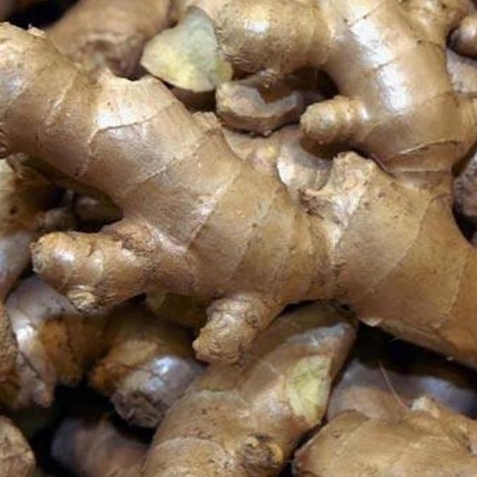 

Terlaris Bibit Jahe Gajah Rimpang / Umbi Kwalitas Unggul 1000Gr