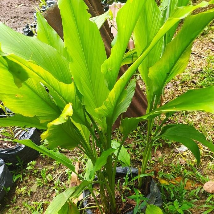

Terlaris Bibit Kunyit Kuning Rempah