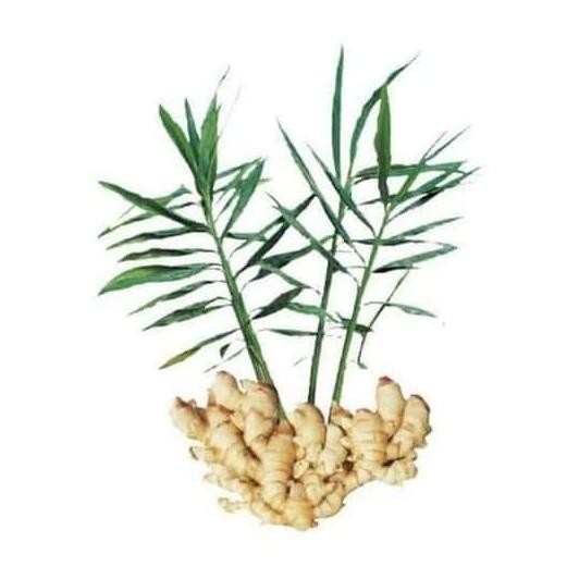 

Terlaris Bibit Tanaman Jahe Putih Herbal