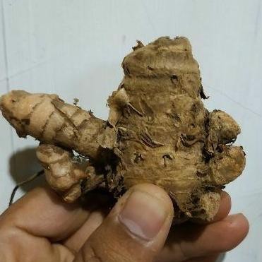 

Terlaris Umbi Bibit Kunyit Kuning Free Sedap Malam