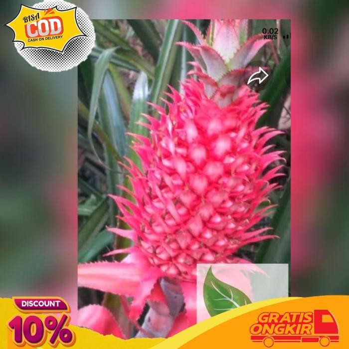 

Trending Paket Hemat Buah Nanas Merah Asli Original