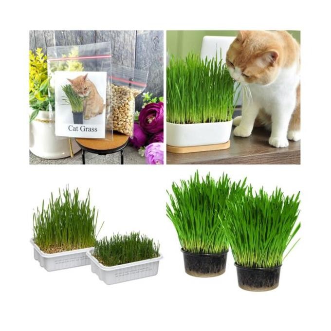 

Terlaris Biji Gandum Rumput Kucing 50Gr - Benih Biji Gandum Rumput Cat Grass