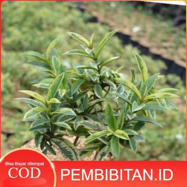 

Terlaris Bibit Tanaman Jambu Krikil Varigata 20-30Cm