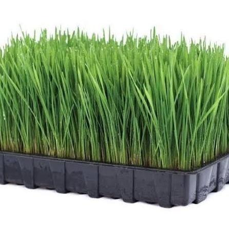 

Terlaris Benih Wheatgrass / Rumput Gandum / Catgrass Ratusan Biji