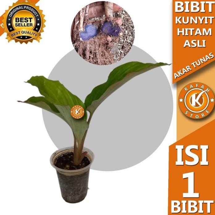 Terlaris Bibit Tanaman Kunyit Hitam Thailand