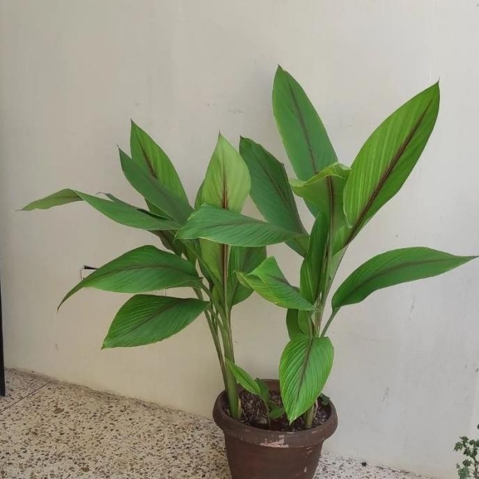 

Terlaris Bibit Herbal Kunyit Kuning / Bibit Kunir Koneng Kurkum Kunyi Kuni