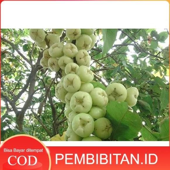 

Terlaris Bibit Jambu Air Madura (Camplong)