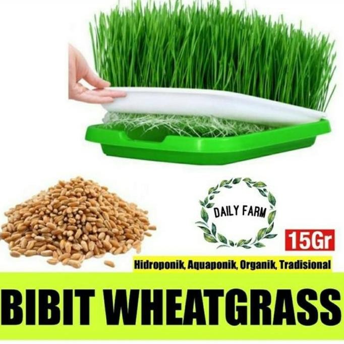 

Terlaris Benih Wheat Grass 15 Gram - Bibit Rumput Gandum - Daily Farm