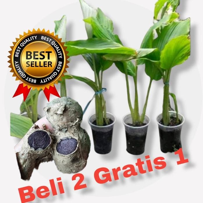 

Terlaris Bibit Tunas Kunyit Hitam Asli